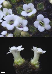 Veronica thomsonii. Male flowers. Scale = 1 mm.
 Image: P.J. Garnock-Jones © Te Papa CC-BY-NC 3.0 NZ